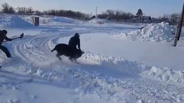 Осёл Миша сказал не повезу значит не повезу. смотреть онлайн