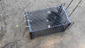 Поймали очень злого хомяка в саду