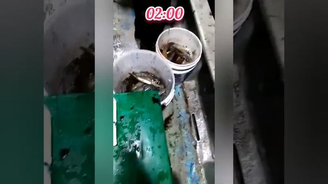 рыбалка на кальмара, запись по телефону 89245246006 смотреть онлайн