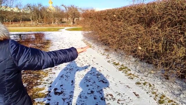 Кормим птичек с рук. Верхний сад Петергофа. смотреть онлайн