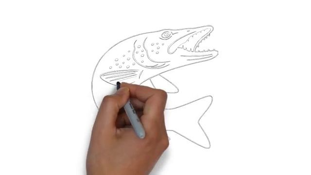 как нарисовать щуку,how To Draw A Pike,cómo Dibujar Una Pica,come Disegnare Un Luccio