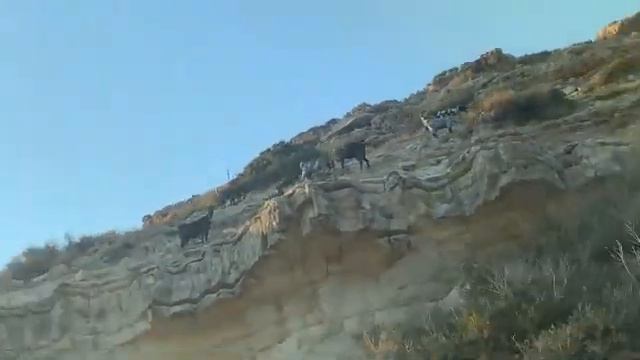 Mountain goats of Cyprus / горные козлы Кипра смотреть онлайн