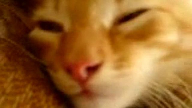Кот арёт смотреть онлайн