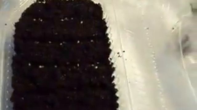 как посадить рассаду помидор смотреть онлайн