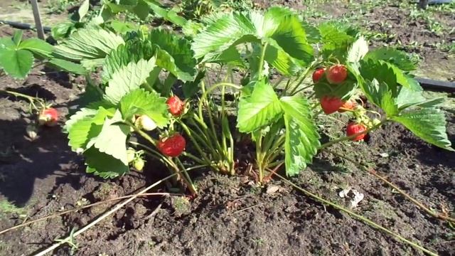 Дели. Сорт земляники с отличными показателями. смотреть онлайн