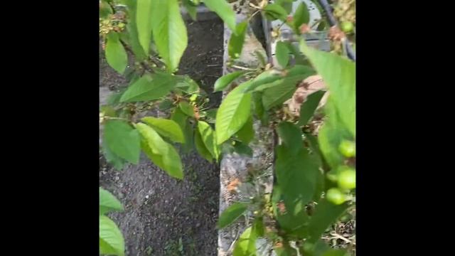 Вишневая Муха | Борьба с Вишневой мухой | Тля на Черешни | Борьба с Тлей | Червивая Черешня | Вишн смотреть онлайн