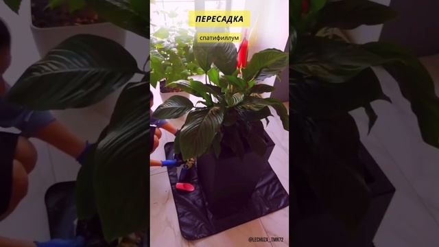 ПЕРЕСАДКА спатифиллума в кашпо с автополивом Lechuza @ksenia lechuza72 смотреть онлайн