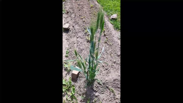Зёрна проросли (02.06.19) смотреть онлайн