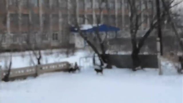 Бродячие собаки в городе Славгород Алтайский край смотреть онлайн