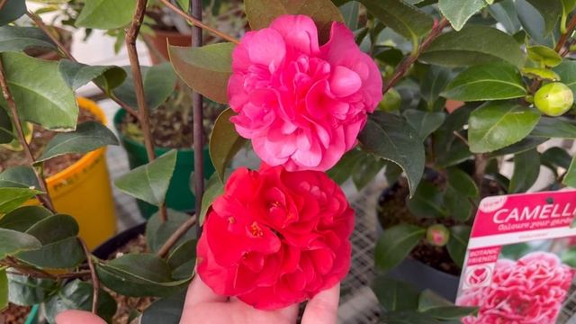 Камелия махровая Дебби / Camellia Debbie