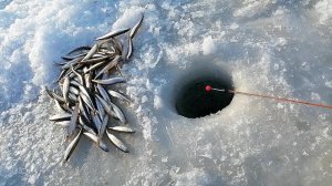 Зимняя рыбалка на корюшку. Ловим пузанка и писуч. Рыбалка на корюшку. Корюшки МАЛО. Ловля на самодур