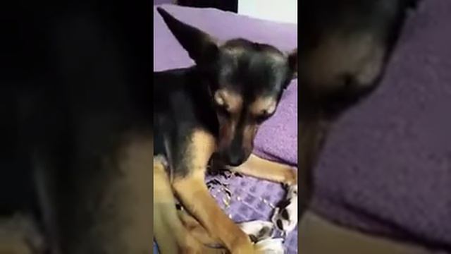 Собака грызёт семечки!! смотреть онлайн