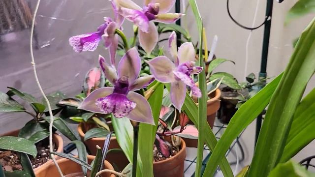 Zygonisia Roquebrune Seafoam Rebloom. So Exciting! смотреть онлайн