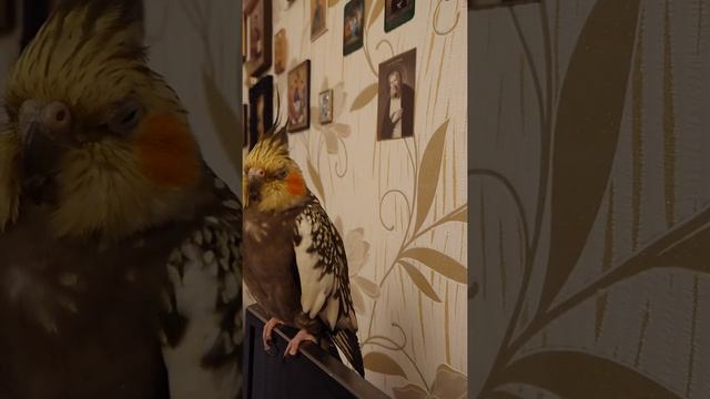 Луша зевает-хочет спать#как зевает птица#Shorts смотреть онлайн