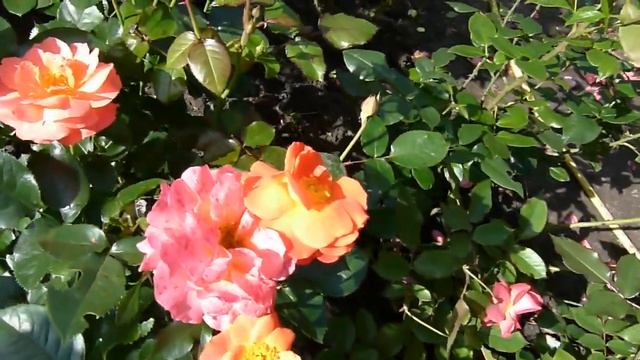 Расстояние между кустами роз при посадке. смотреть онлайн