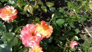 Расстояние между кустами роз при посадке.