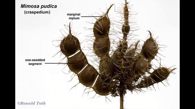 Piante carnivore/curiose: Mimosa pudica, foto e consigli sulla coltivazione смотреть онлайн