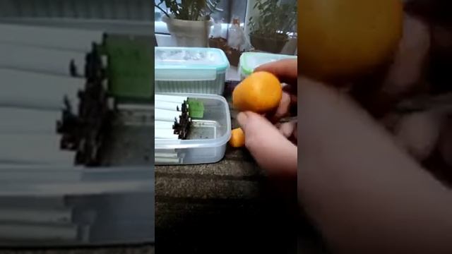 Мактабак, развесной табак. Вариант хранения готовых сигаретных гильз. смотреть онлайн