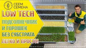 LOW TECH Технологии наступают!  Подсолнечник и горошек без субстрата легко и просто!