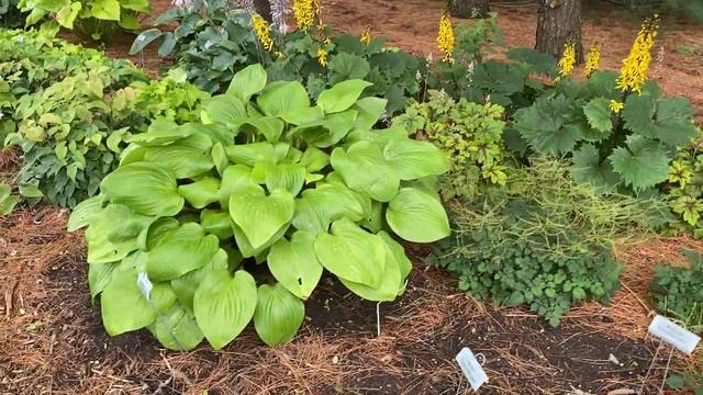 Hostas Galore