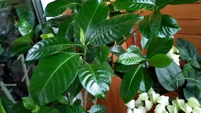 ГАРДЕНИЯ смотреть онлайн