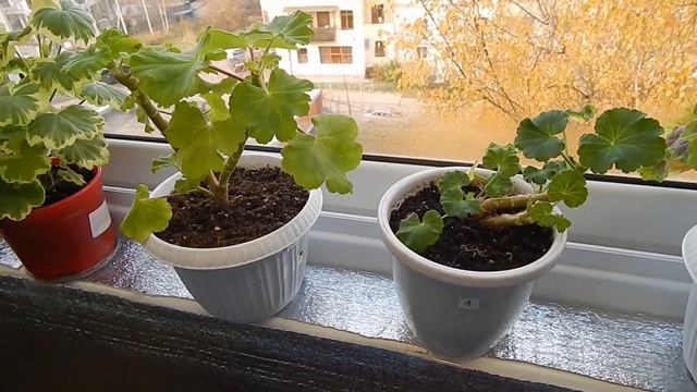 Осенняя обрезка пеларгонии. Стоит ли обрезать пеларгонию, если она зимует в квартире. смотреть онлайн