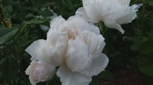 РОЗЫ японской селекции 5 сортов в моем саду #розы