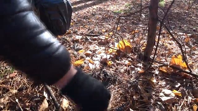 Шикарные Белые , Польские , Рядовка и даже Грузди в Ноябре 09 11 2021 года ! смотреть онлайн