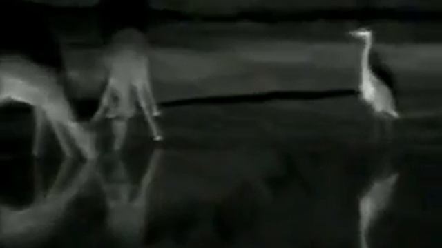 Heron Impala Encounter at Pete's Pond 10/09/2006 смотреть онлайн