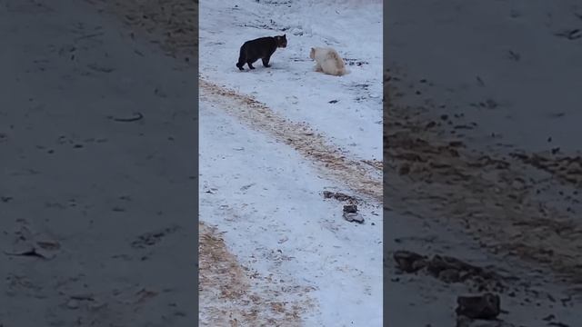 Коты разговаривают, снег, тульская область, Щекино
