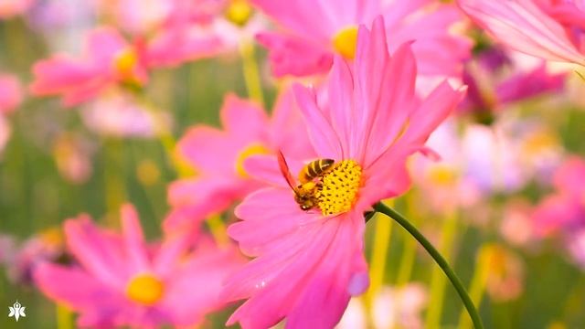 Ультра расслабляющая музыка чтобы успокоить разум, перестать думать ? музыка для сна, души и тела смотреть онлайн