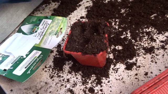 le 10/03/2024: comment semer les concombres et les melons ? смотреть онлайн