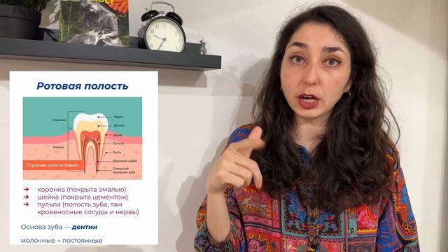 Анатомия — Пищеварительная система. Ротовая полость. смотреть онлайн