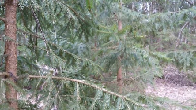 5 МАРТА приметы и обычаи. Почему нельзя смотреть на небо? смотреть онлайн