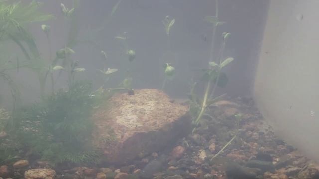 Улитки насыпали, огромное количество. Сделал травник, открыл магазин (03.08.2022) смотреть онлайн