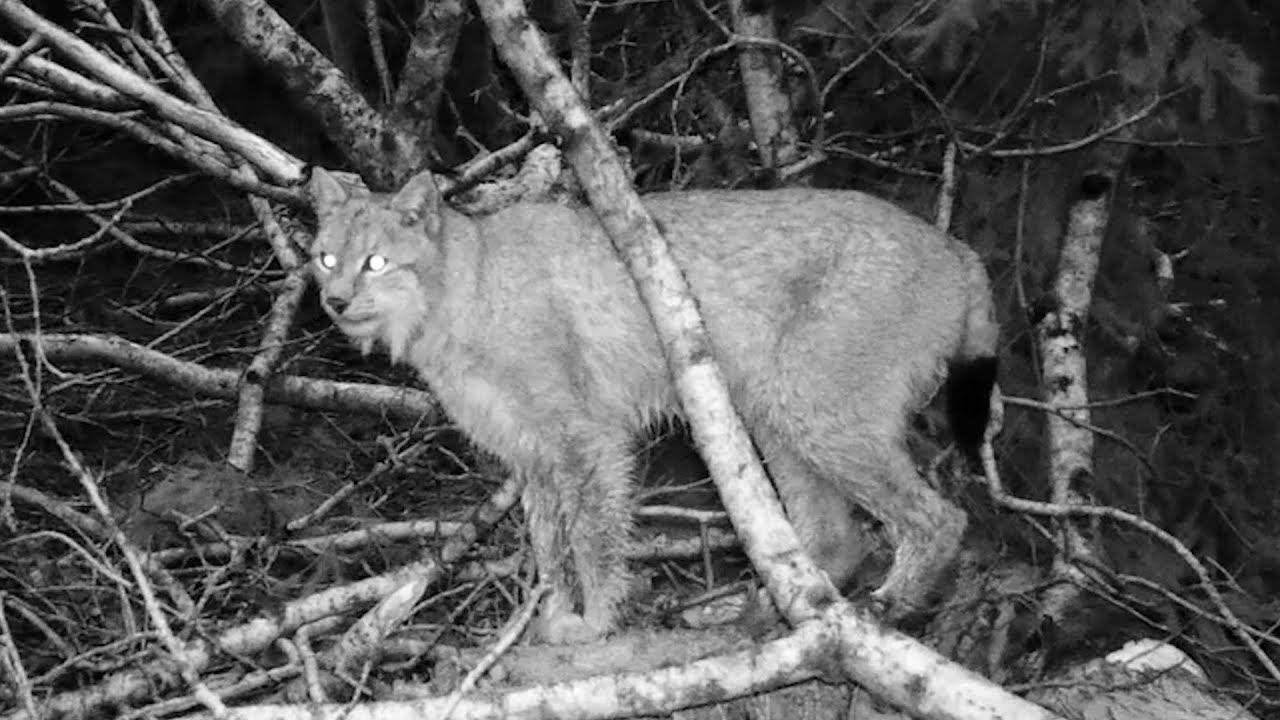 Рысь пришла к лосю \ Фотоловушка Bolyguard SG2060-K #29.3 смотреть онлайн