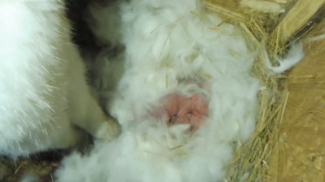 #ОКРОЛ  27 / 10 / 2021 года новорожденные КРОЛЬЧАТА / калифорнийский кролик Мишель + Монарх