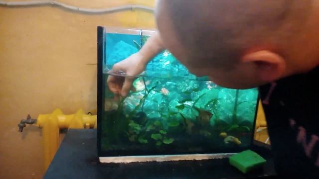 Как чистить аквариум. Уборка в аквариуме. смотреть онлайн