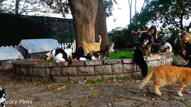 Hundreds of cats and 3-legged cats live in this park | Lucky Paws смотреть онлайн