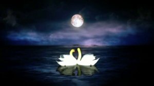 swans footage full hd 1080 -футаж лебеди