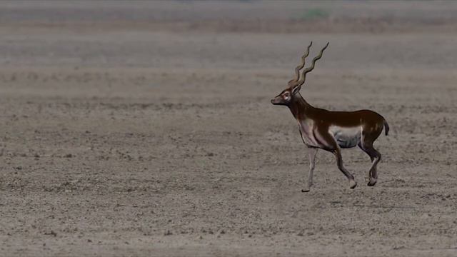 Антилопа Гарна 1 смотреть онлайн