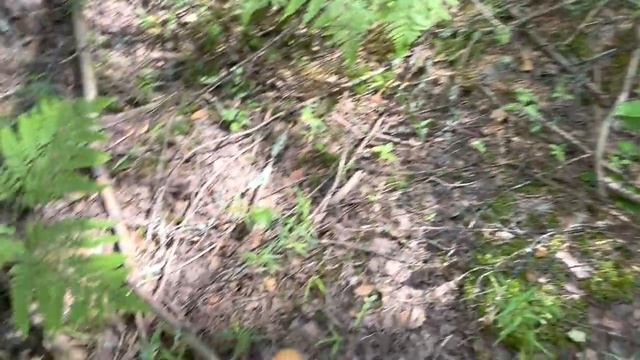 ГРИБНАЯ ПОРА В ИЮНЕ! Грибы 2022 смотреть онлайн