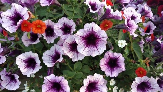 SUPERTUNIA® BORDEAUX Petunia | www.gardencrossings.com смотреть онлайн