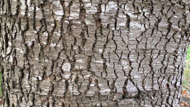 Blue Atlas cedar (Cedrus atlantica Glauca) - trunk close up - October 2017 смотреть онлайн