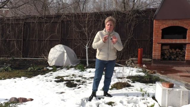 ОТКРЫВАЕМ РОЗУ ВЕСНОЙ - А ВЫ ГОВОРИЛИ ТАК ОНИ НЕ ПЕРЕЗИМУЮТ! смотреть онлайн