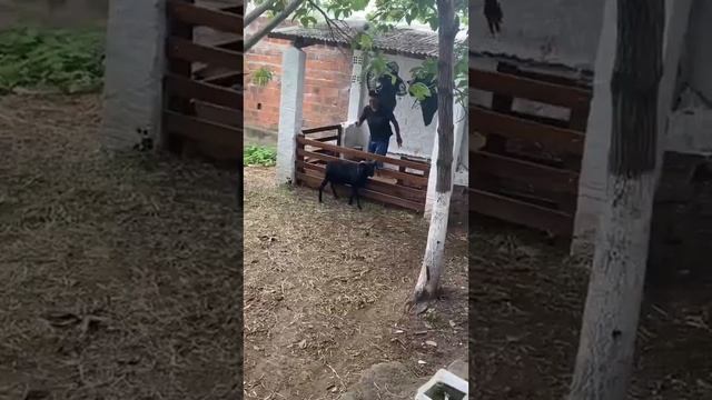 Дикий козел против людей. смотреть онлайн