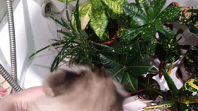 Кротоны, купание кротонов