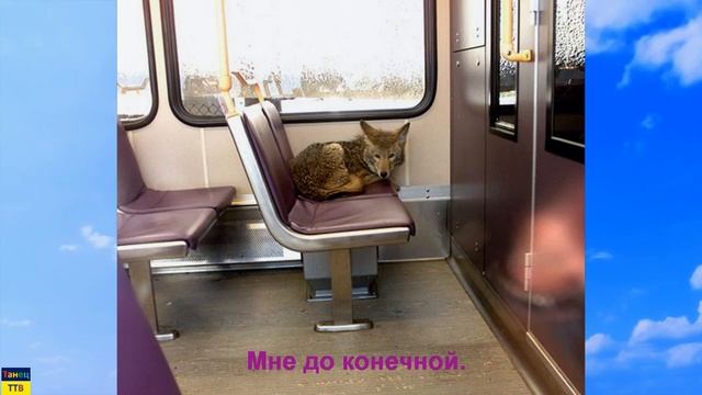 Неожиданные встречи с животными!Unexpected meetings with animals!!! смотреть онлайн