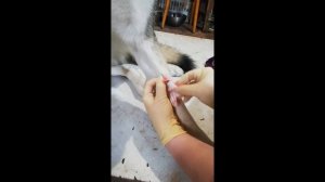 Внутривенная инъекция собаке