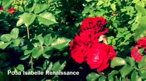 Розы Датской фирмы  Poulsen. Серия Ренессанс - чарующий аромат и неприхотливость ….???
